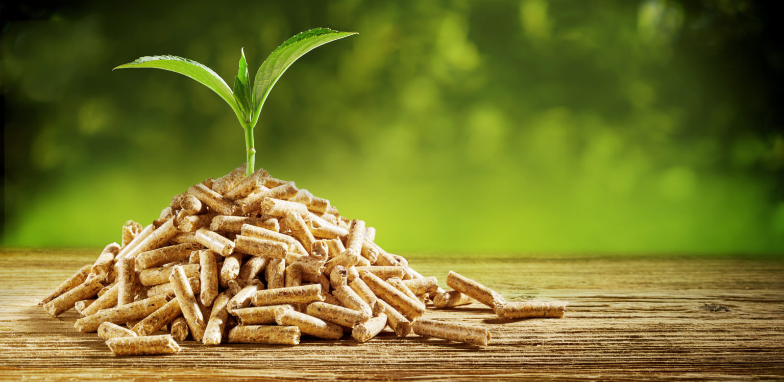 Biomass pellets with sprouting plant - sustainable energy from agricultural waste